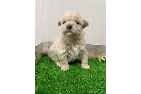 成約済の滋賀県のマルプー:マルチーズ×トイプードル-296654の8枚目