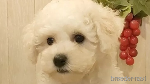 成約済の愛知県のビションフリーゼ-294447の1枚目