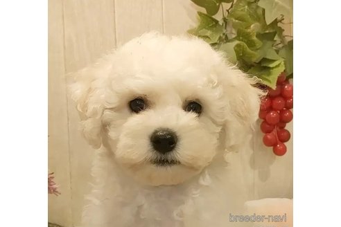 成約済の愛知県のビションフリーゼ-294447の4枚目