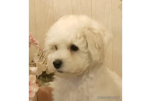 成約済の愛知県のビションフリーゼ-294447の3枚目