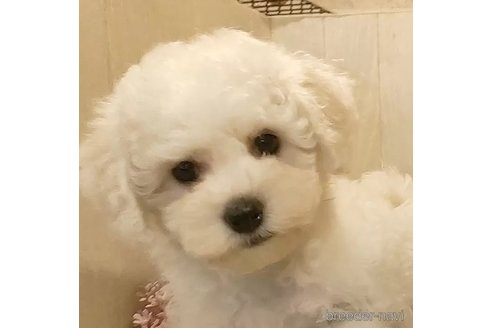 成約済の愛知県のビションフリーゼ-294447の2枚目