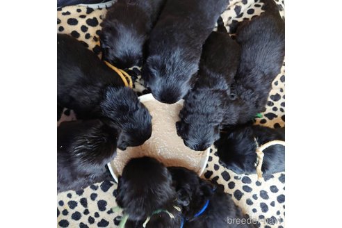 成約済の長野県のミックス犬-296512の14枚目