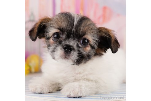 成約済の千葉県のミックス犬-298938の1枚目