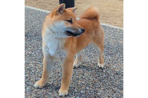 成約済の岐阜県の柴犬-298947の3枚目