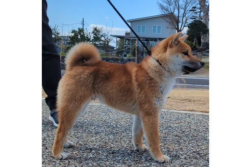 成約済の岐阜県の柴犬-298947の4枚目