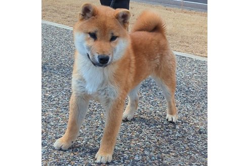 成約済の岐阜県の柴犬-298947の5枚目