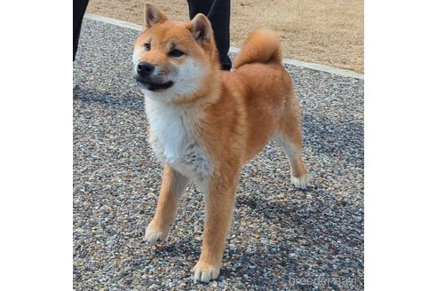 成約済の岐阜県の柴犬-298947の6枚目