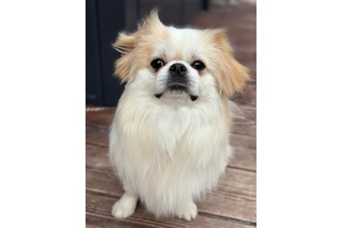 成約済の山口県のミックス犬-281569の9枚目