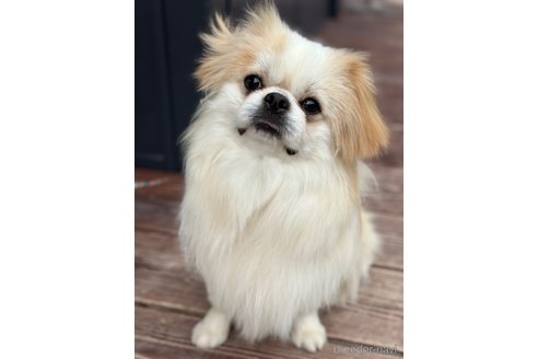 成約済の山口県のミックス犬-281569の12枚目