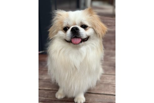 成約済の山口県のミックス犬-281569の11枚目