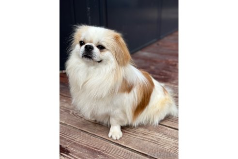 成約済の山口県のミックス犬-281569の10枚目