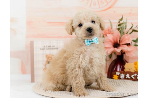 成約済の神奈川県のトイプードル-298943の7枚目