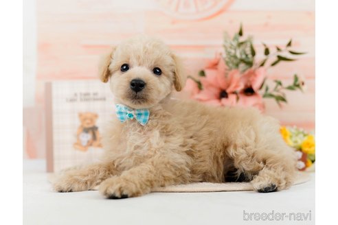 成約済の神奈川県のトイプードル-298943の1枚目