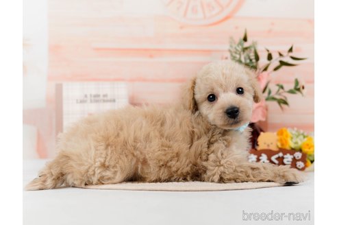 成約済の神奈川県のトイプードル-298943の2枚目