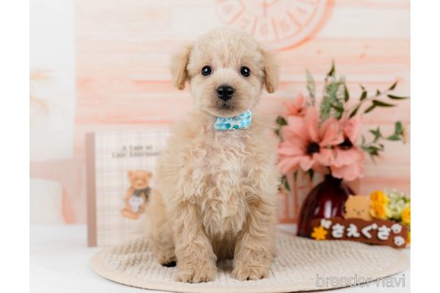 成約済の神奈川県のトイプードル-298943の5枚目