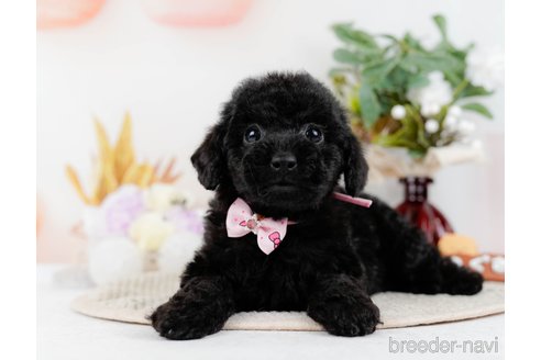 成約済の神奈川県のトイプードル-298946の1枚目