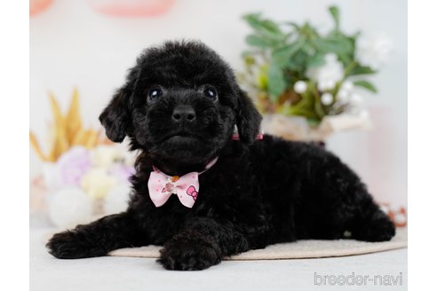 成約済の神奈川県のトイプードル-298946の7枚目