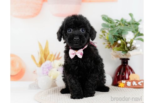 成約済の神奈川県のトイプードル-298946の8枚目