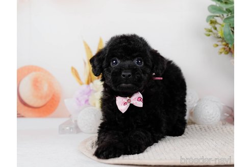 成約済の神奈川県のトイプードル-298946の9枚目