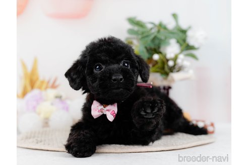 成約済の神奈川県のトイプードル-298946の4枚目