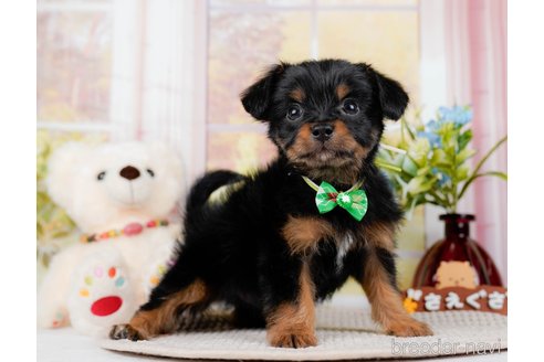 成約済の神奈川県のチワプー:チワワ×トイプードル-298948の9枚目