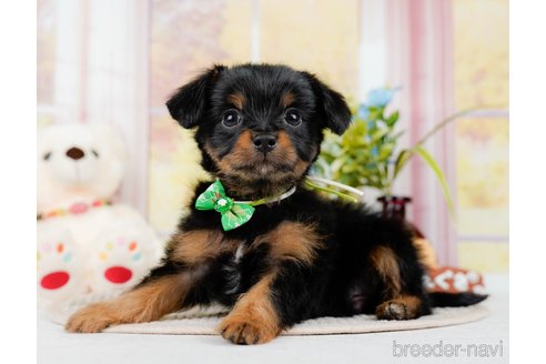 成約済の神奈川県のチワプー:チワワ×トイプードル-298948の10枚目