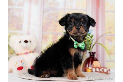 成約済の神奈川県のチワプー:チワワ×トイプードル-298948の3枚目