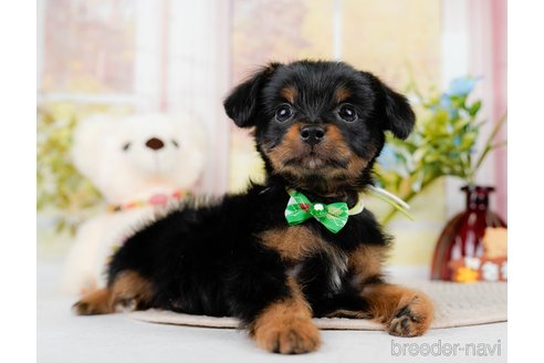 成約済の神奈川県のチワプー:チワワ×トイプードル-298948の4枚目