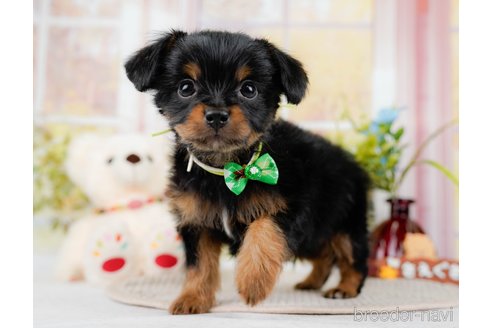 成約済の神奈川県のチワプー:チワワ×トイプードル-298948の5枚目