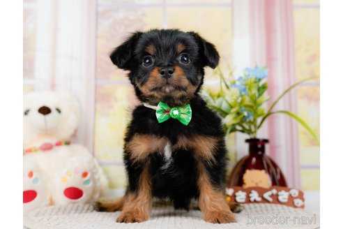 成約済の神奈川県のチワプー:チワワ×トイプードル-298948の6枚目