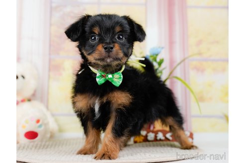 成約済の神奈川県のチワプー:チワワ×トイプードル-298948の7枚目