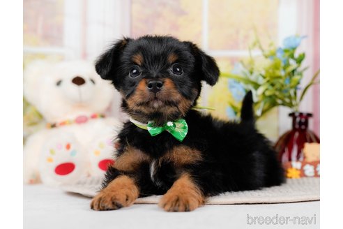 成約済の神奈川県のチワプー:チワワ×トイプードル-298948の8枚目