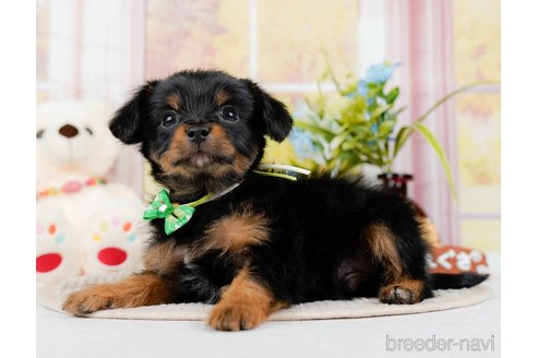 成約済の神奈川県のチワプー:チワワ×トイプードル-298948の1枚目