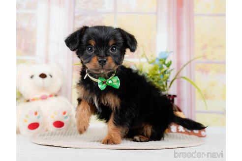 成約済の神奈川県のチワプー:チワワ×トイプードル-298948の2枚目