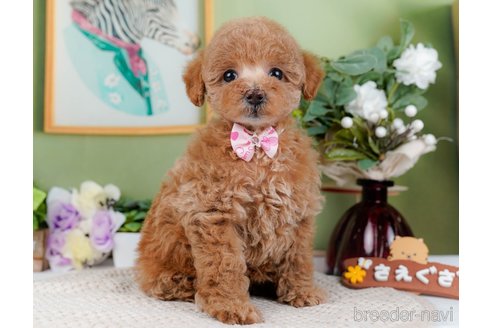 成約済の神奈川県のトイプードル-298949の7枚目