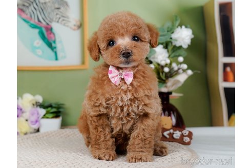 成約済の神奈川県のトイプードル-298949の10枚目