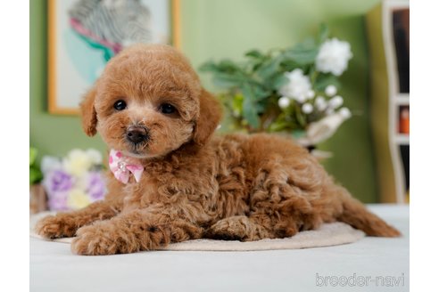 成約済の神奈川県のトイプードル-298949の5枚目