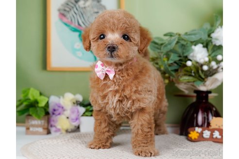 成約済の神奈川県のトイプードル-298949の6枚目