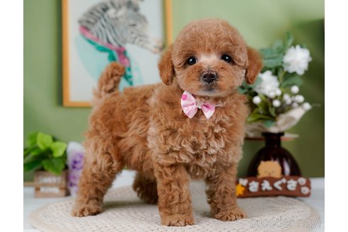 成約済の神奈川県のトイプードル-298949の2枚目