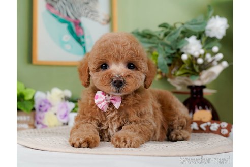 成約済の神奈川県のトイプードル-298949の3枚目