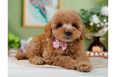 成約済の神奈川県のトイプードル-298949の4枚目