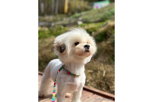 成約済の山口県のミックス犬-281574の4枚目