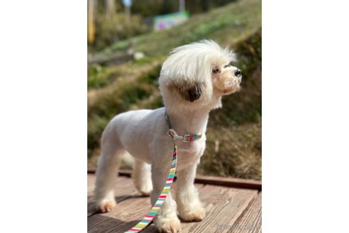 成約済の山口県のミックス犬-281574の5枚目