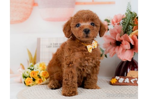 成約済の神奈川県のトイプードル-298950の9枚目