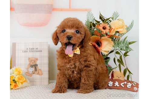 成約済の神奈川県のトイプードル-298950の11枚目