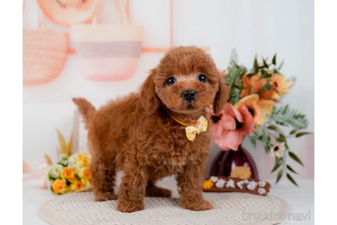 成約済の神奈川県のトイプードル-298950の12枚目