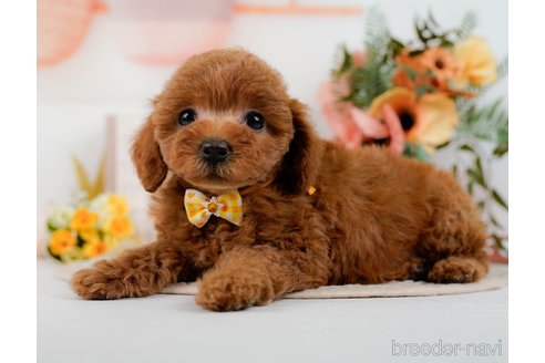 成約済の神奈川県のトイプードル-298950の2枚目