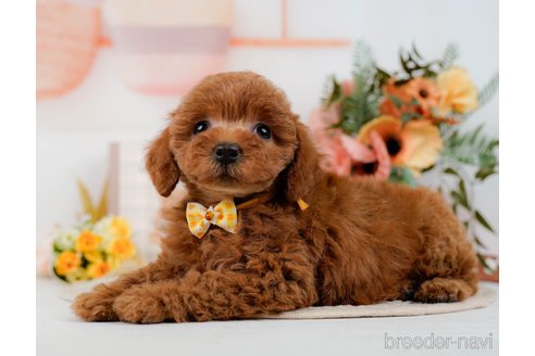 成約済の神奈川県のトイプードル-298950の3枚目