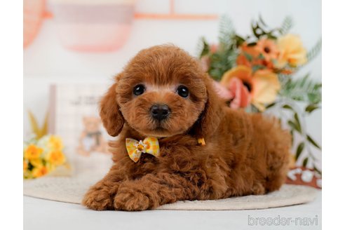 成約済の神奈川県のトイプードル-298950の8枚目