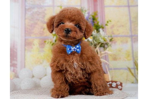 成約済の神奈川県のトイプードル-298951の18枚目